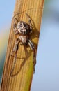 Spider on reed leaf