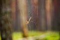 The spider releases a web from a pine needle.