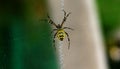 A spider is repairing a torn web. Latka on the web. Royalty Free Stock Photo