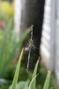 A spider is repairing a torn web. Latka on the web. Royalty Free Stock Photo