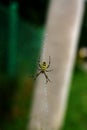 A spider is repairing a torn web. Latka on the web. Royalty Free Stock Photo