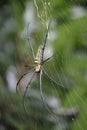 spider repairing web in the garden next to the house