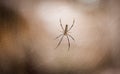 Spider Royalty Free Stock Photo
