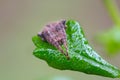 Spider Resting on a Leaf