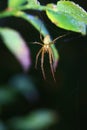 A spider rests early in the morning. Royalty Free Stock Photo