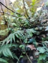 a spider rests in its nest in the middle of a forest on a tree branch Royalty Free Stock Photo