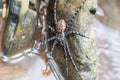 Spider on the rock in the waterfall Royalty Free Stock Photo