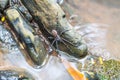 Spider on the rock in the waterfall Royalty Free Stock Photo