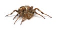 Spider on the run... Royalty Free Stock Photo