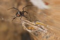 Black widow spider and catch.Black widows are notorious spiders identified by the colored, hourglass-shaped mark on their abdomens Royalty Free Stock Photo