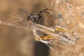 Black widow spider and catch.Black widows are notorious spiders identified by the colored, hourglass-shaped mark on their abdomens Royalty Free Stock Photo