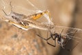 Black widow spider and catch.Black widows are notorious spiders identified by the colored, hourglass-shaped mark on their abdomens Royalty Free Stock Photo