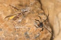 Black widow spider and catch.Black widows are notorious spiders identified by the colored, hourglass-shaped mark on their abdomens Royalty Free Stock Photo