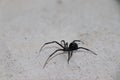 Very dangerous and poisonous black widow spider