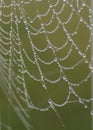 Spider's Dewey Web