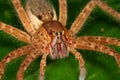 Spider's eyes Royalty Free Stock Photo