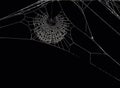 Spider's net