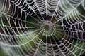 A spider's web Royalty Free Stock Photo
