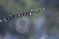Spider`s web on branch Royalty Free Stock Photo