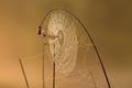 Spider`s web on branch Royalty Free Stock Photo