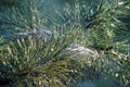 Spider`s web in branches and pine needles Royalty Free Stock Photo