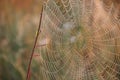 Spider`s web closeup with drops of dew at dawn. House of spider Royalty Free Stock Photo