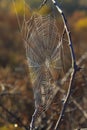 Spider`s web. cobweb in the dew close-up in autumn forest