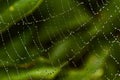 Spider's web with dew