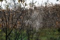 A spider`s web in the dew of the autumn woods early in the morning Royalty Free Stock Photo