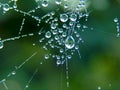 A spider\'s web with drops of morning dew Royalty Free Stock Photo