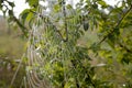 Spider`s web on the green branch of tree autumn Royalty Free Stock Photo