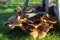 Fungus growing on a tree stump of a felled Eucalyptus tree in Bangor Northern Ireland