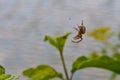 Spider, insects, world of insects, nature, wild nature,