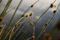 Spider`s web on the lake grass