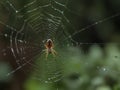 Spider And The Web In The Nature Place. Royalty Free Stock Photo