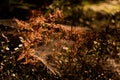 A spider`s web in the middle of a forest with beautiful daylight