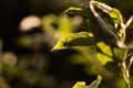 A spider`s web in the middle of a forest with beautiful daylight