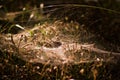 A spider`s web in the middle of a forest with beautiful daylight