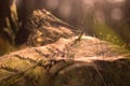 A spider`s web in the middle of a forest with beautiful daylight