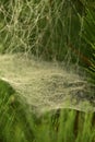 A spider`s web in the morning autumn dew. Royalty Free Stock Photo