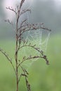 Spider`s web with morning dew in summer Royalty Free Stock Photo