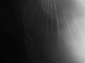 Spider`s web at night Royalty Free Stock Photo