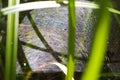 Spider`s web on spruce branches in forest in autumn day, closeup view. Royalty Free Stock Photo