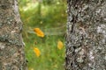 Spider`s web among two trees in forest covered moss, closeup macro view. Royalty Free Stock Photo