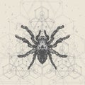 Spider and sacred geomerty sketch vector illustration.