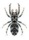 Spider Salticus scenicus Royalty Free Stock Photo