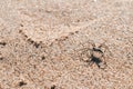 Spider in the sand of the beach