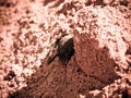 Spider in the sand close-up