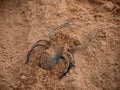 Spider in the sand close-up