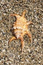 Spider seashell in shallow water Royalty Free Stock Photo